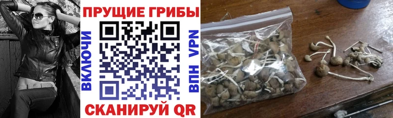 Псилоцибиновые грибы Cubensis  Купить  Карпинск 
